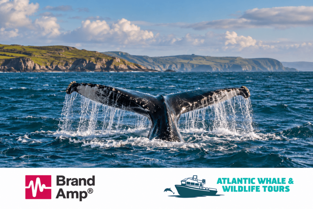 Atlantic Whale & Wildlife Tours case study